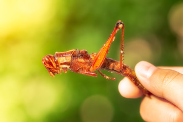 Fried grasshoppers.