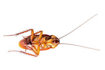 Dead cockroach