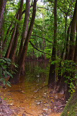 Trees reflecting in the clam waters of Congaree National Park