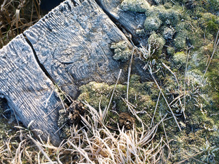 Frost on moss and distressed wood textured background
