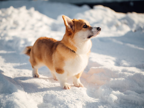 welsh corgi dog playing in winter park