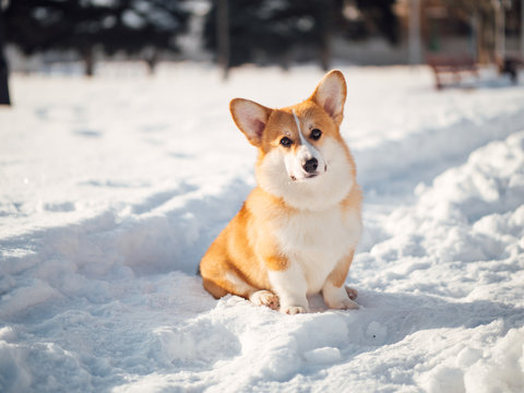welsh corgi dog playing in winter park