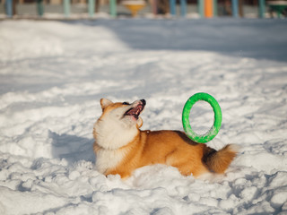 welsh corgi dog playing in winter park