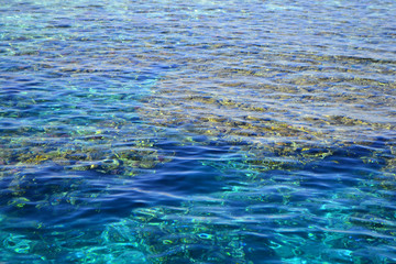 Fototapeta na wymiar Red Sea. Egypt.The coral reef in the Red Sea
