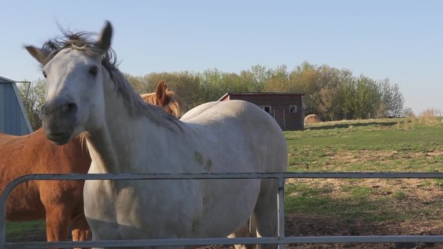 Horse neighing behind fence