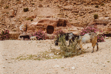 Mountain goat in Petra mountains. Jordan.