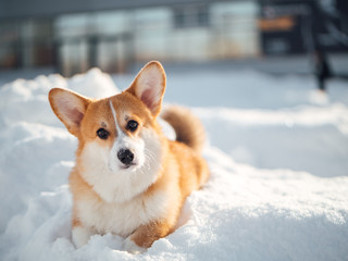 welsh corgi dog playing in winter park