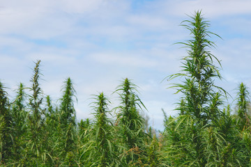 Cannabis Plants on Field with Blue Sky and Sun on Background