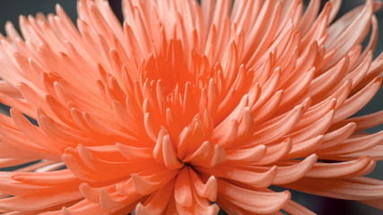 flower chrysanthemum trend color coral