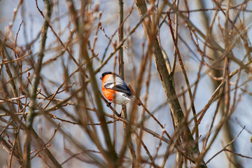 Natural winter background - frozen branches and bullfinch. Early cold sunny morning. Russia.