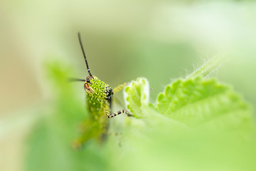 Green grasshopper in nature