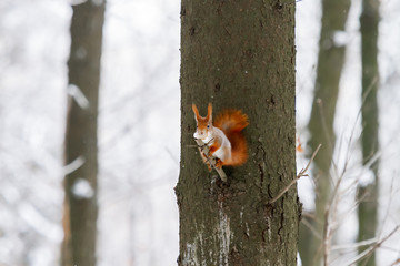 Ginger squirrel sits on a tree in the winter forest. Rodent eating a nut.