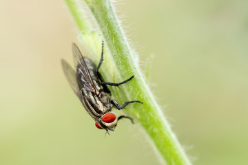 Wild fly