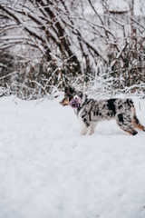 Australian Shepherd puppy wearing a floral collar attachment in the snow