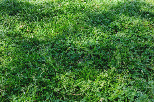 Natural summer background with fresh green grass. Clover leaves and white flowers.