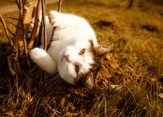 Portrait brown and white cat sitting in Grass in the nature. Cat looking at the camera in daytime lighting Cat's face close-up. A pet in nature. Bokeh