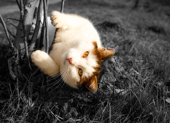 Portrait brown and white cat sitting in Grass in the nature. Cat looking at the camera in daytime lighting Cat's face close-up. A pet in nature. Bokeh