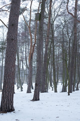 Drzewa w parku zimą śnieg pnie pustka © Seance_Photo_Sylwia