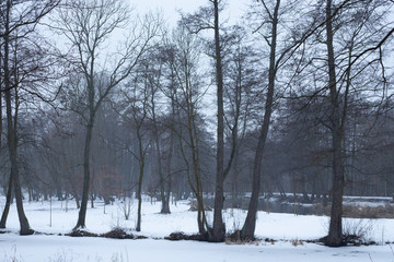 Drzewa w parku zimą śnieg pnie pustka