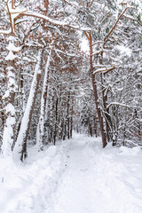 Winterwald in Wolfratshausen