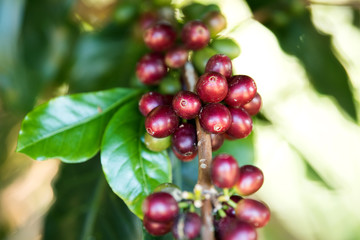 Coffee bean berry ripening on coffee farm