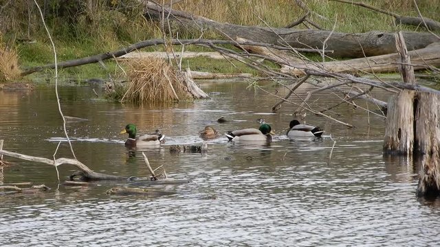 Ducks Mallards Are Swimming With Branches Twigs Brownish Water And Tall Grass 003 4 K 002