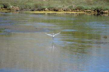 Heron taking off/landing