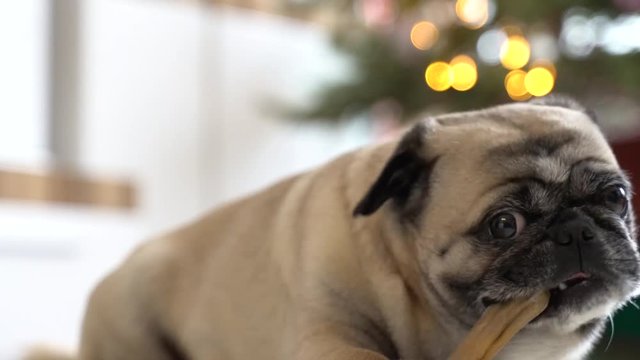 Ein Hund liegt auf dem Boden im Wohnzimmer. Im Hintergrund ist ein Weihnachtsbaum. Der Mops knabbert an einem Kauknochen und schmatzt. Es ist eine gem&uuml;tliche Stimmung.