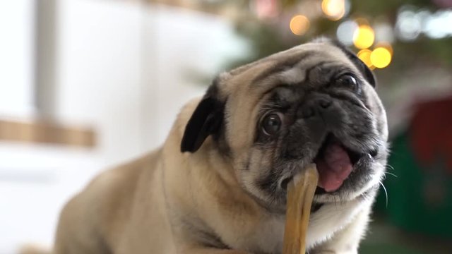 Ein Hund liegt auf dem Boden im Wohnzimmer. Im Hintergrund ist ein Weihnachtsbaum. Der Mops knabbert an einem Kauknochen und schmatzt. Es ist eine gem&uuml;tliche Stimmung.