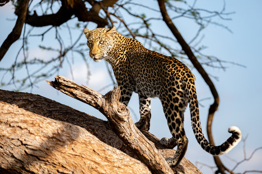 A beautiful lepard on the tree is watching