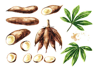 Cassava root, tuber, leaf and slices set. Manihot esculenta. Watercolor hand drawn illustration, isolated on white background