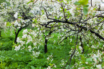 Blooming white cherry in a green garden