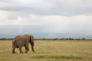 Fototapeta na wymiar Elephant is walking in the savannah with white birds
