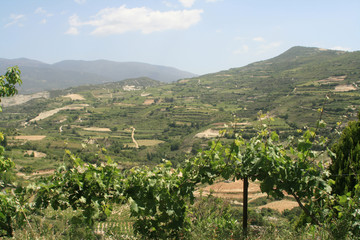 Fototapeta na wymiar Fresh green vine leaves with the mountain slopes on a background