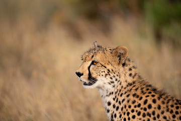 A very beautiful cheetah in the grass of the savannah is watching for somethings