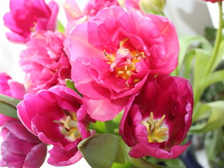 bouquet of tulips