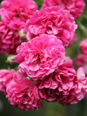 pink roses in the garden