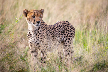 A very beautiful cheetah in the grass of the savannah is watching for somethings