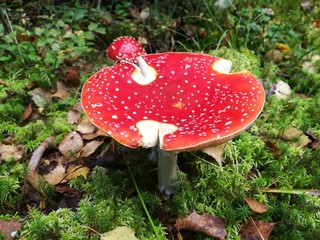 red fly agaric mushroom