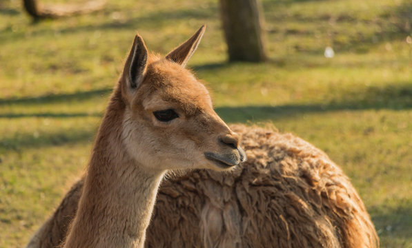 Warsaw Zoo Llama