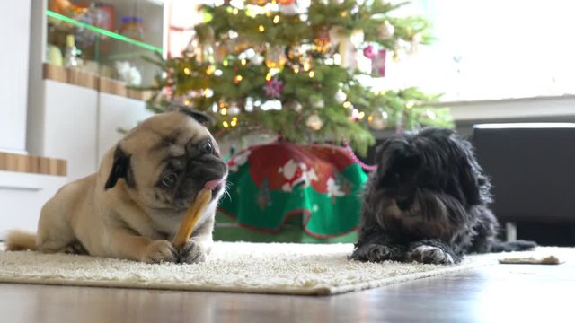 Zwei Hunde liegen auf dem Boden im Wohnzimmer. Im Hintergrund ist ein Weihnachtsbaum. Der Mops knabbert an einem Kauknochen. Es ist eine gem&uuml;tliche Stimmung.
