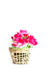 The Flower plastic  Close up white background