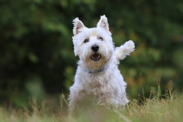 Westie. West Highland White terrier standing in the grass. Portrait of a white dog.