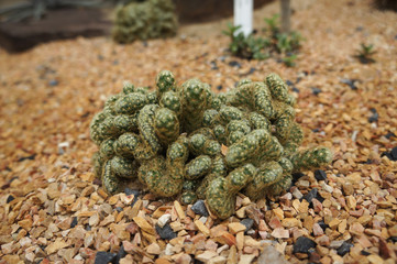 The strenge shape cactus closeup