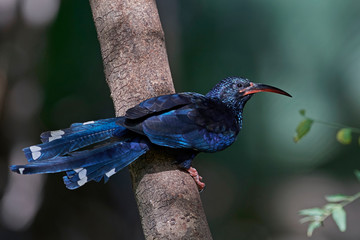 Green wood hoopoe (Phoeniculus purpureus) © dennisjacobsen