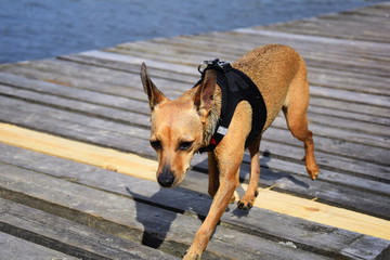 Miniature pinscher - small dog on the bridge