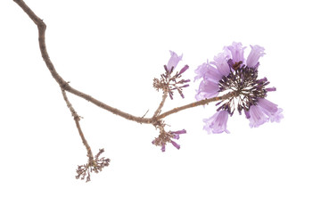 Jacaranda Flower isolated on white background, a species with an inflorescence at the tip of the...