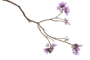 Jacaranda Flower isolated on white background, a species with an inflorescence at the tip of the...