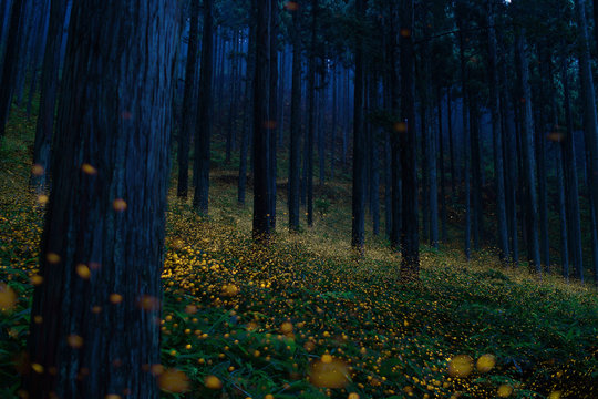 Japanese fireflies (Luciola parvula) flying around the trees (part 5)
