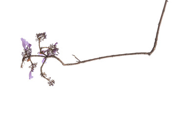 Jacaranda Flower isolated on white background, a species with an inflorescence at the tip of the...